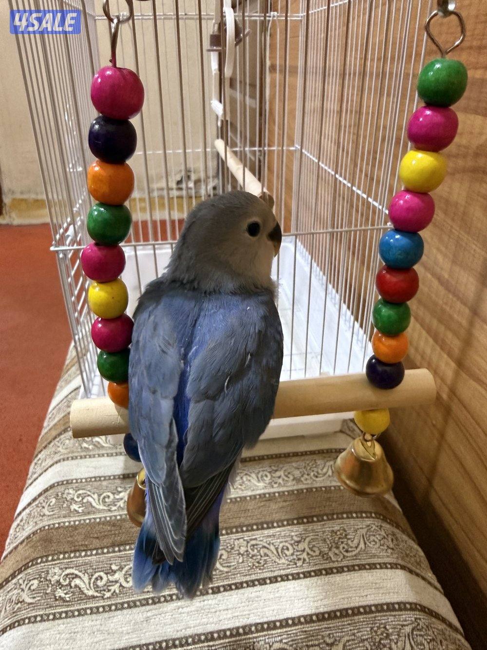 للبيع لوف بيرد ربوه تناديه يجيك يصلح حق الصغار والكبار نهاية عس7