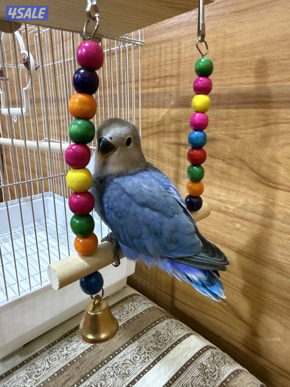 للبيع لوف بيرد ربوه تناديه يجيك يصلح حق الصغار والكبار نهاية عس8