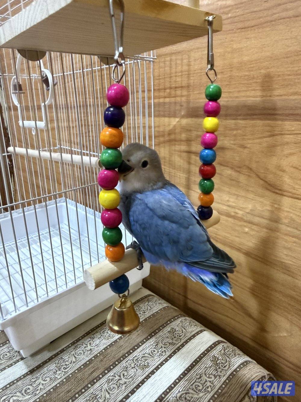 للبيع لوف بيرد ربوه تناديه يجيك يصلح حق الصغار والكبار نهاية عس9