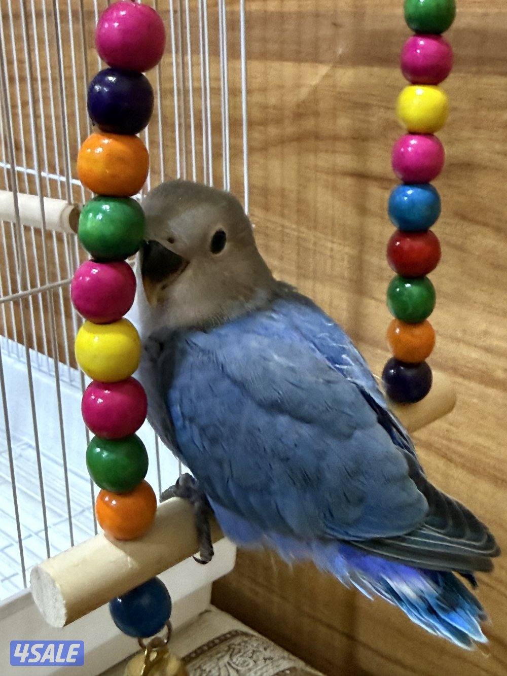 للبيع لوف بيرد ربوه تناديه يجيك يصلح حق الصغار والكبار نهاية عس10