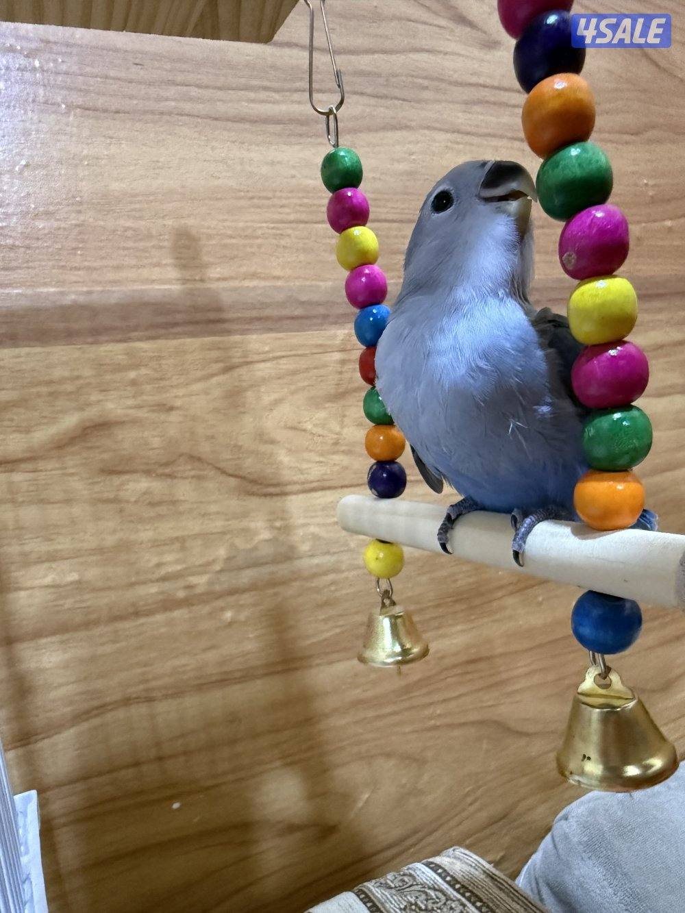 للبيع لوف بيرد ربوه تناديه يجيك يصلح حق الصغار والكبار نهاية عس11