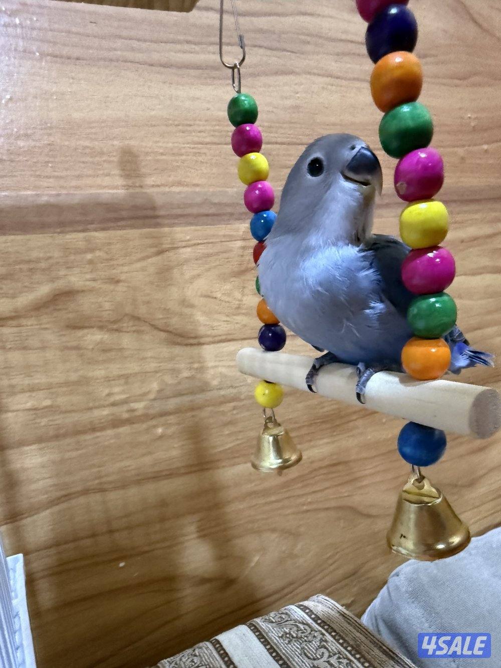 للبيع لوف بيرد ربوه تناديه يجيك يصلح حق الصغار والكبار نهاية عس12