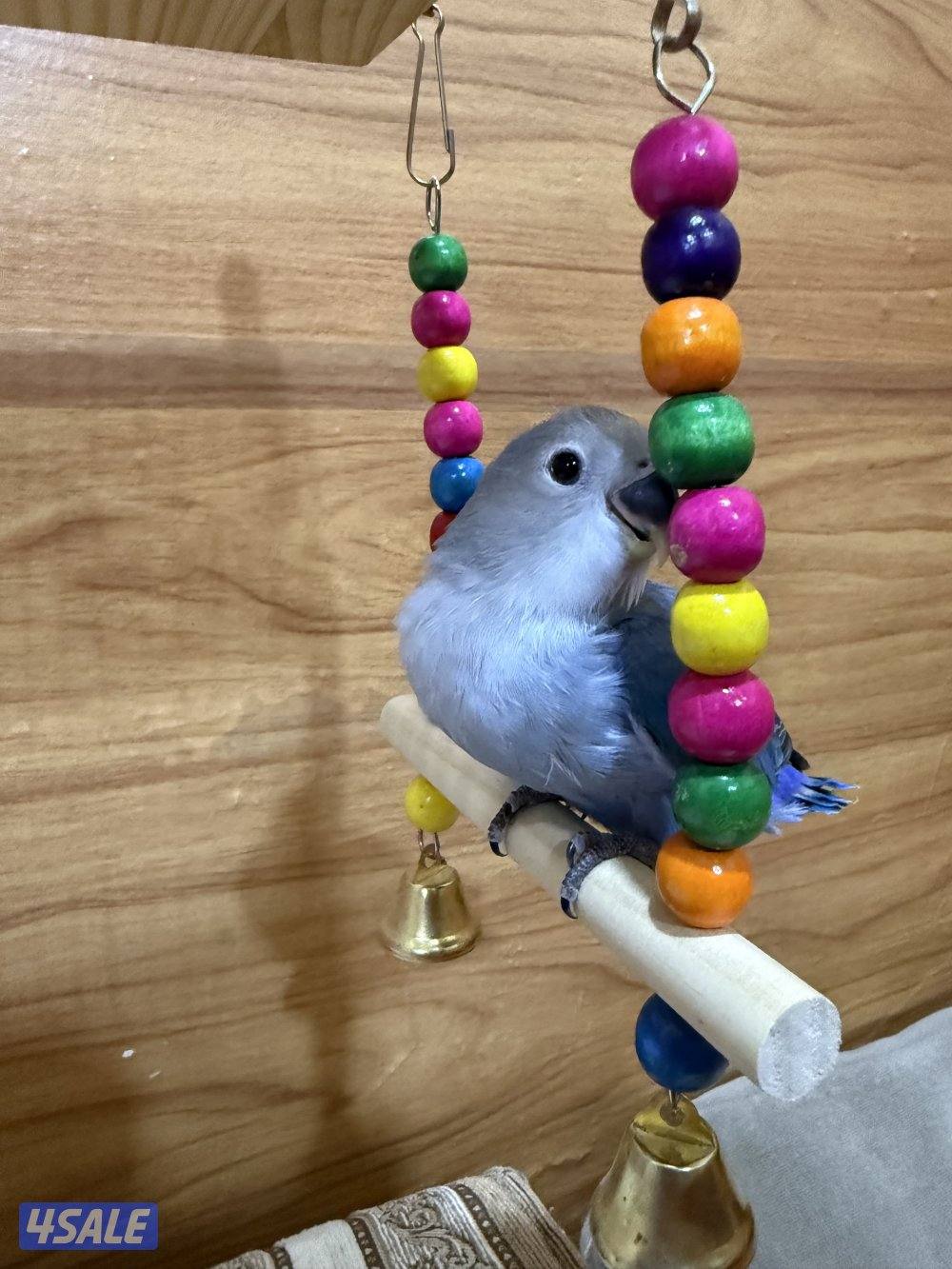 للبيع لوف بيرد ربوه تناديه يجيك يصلح حق الصغار والكبار نهاية عس13