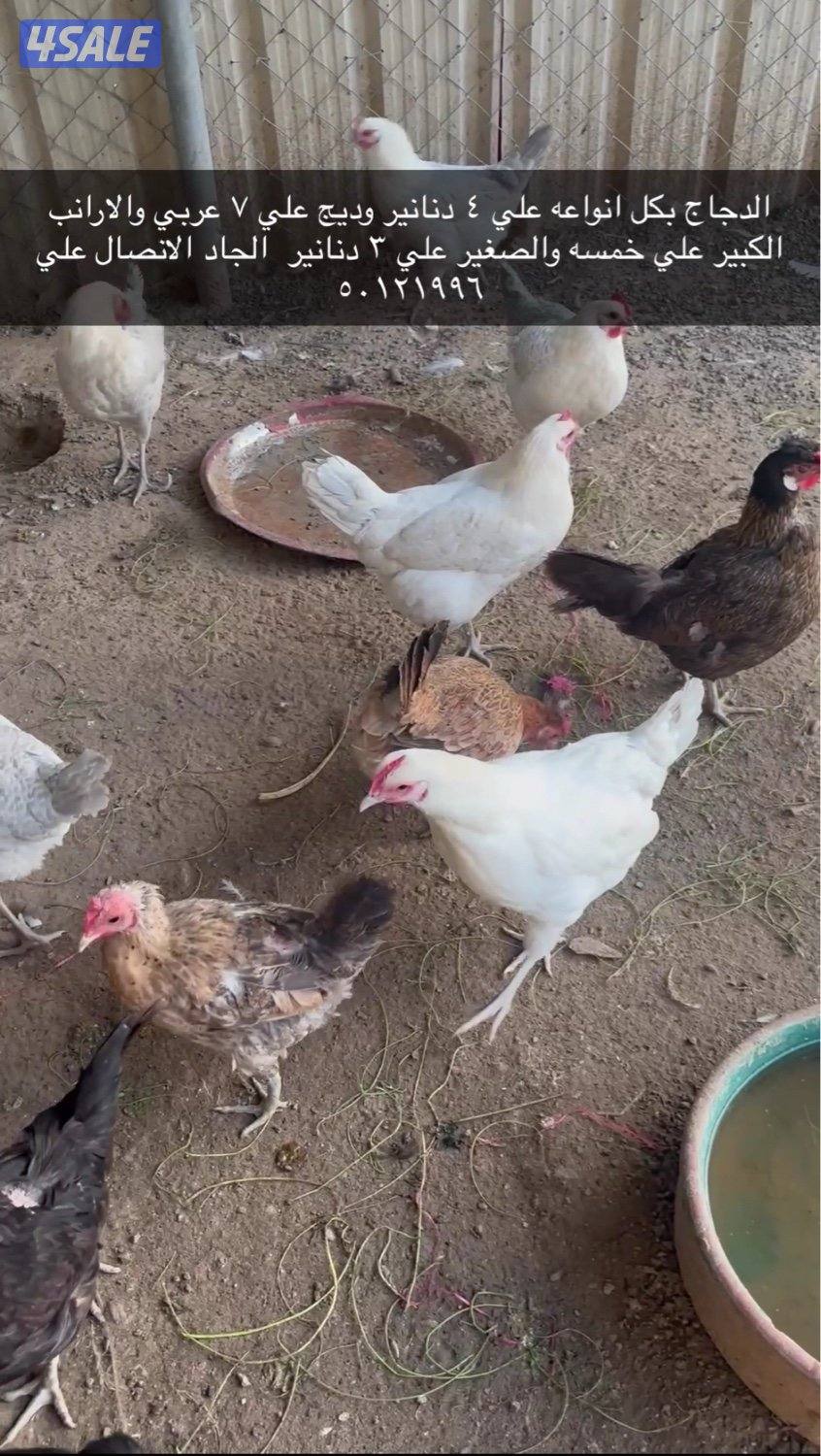 دجاج وارانب ودياجه0