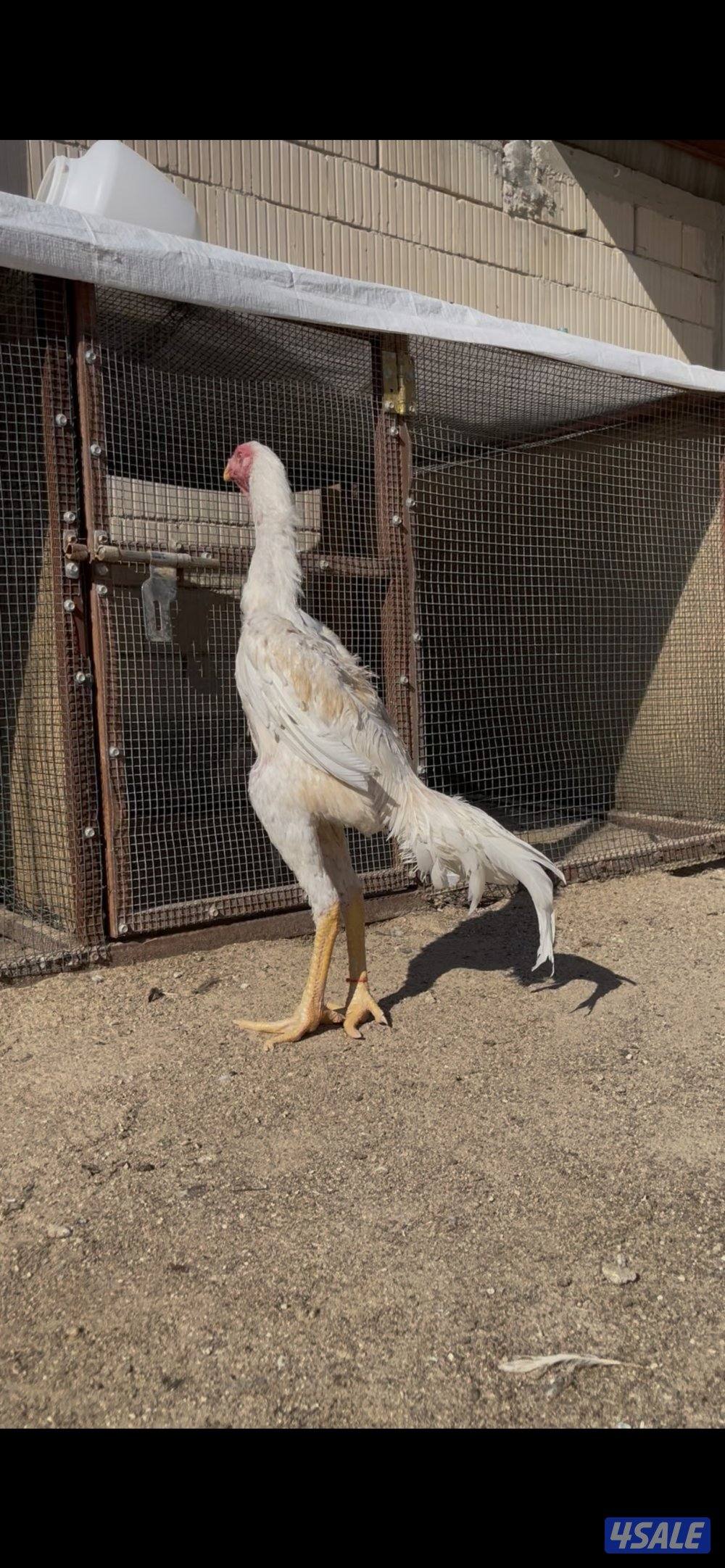 للبيع  فرخ هندي العمر ٧ اشهر  مستوى رفيع0