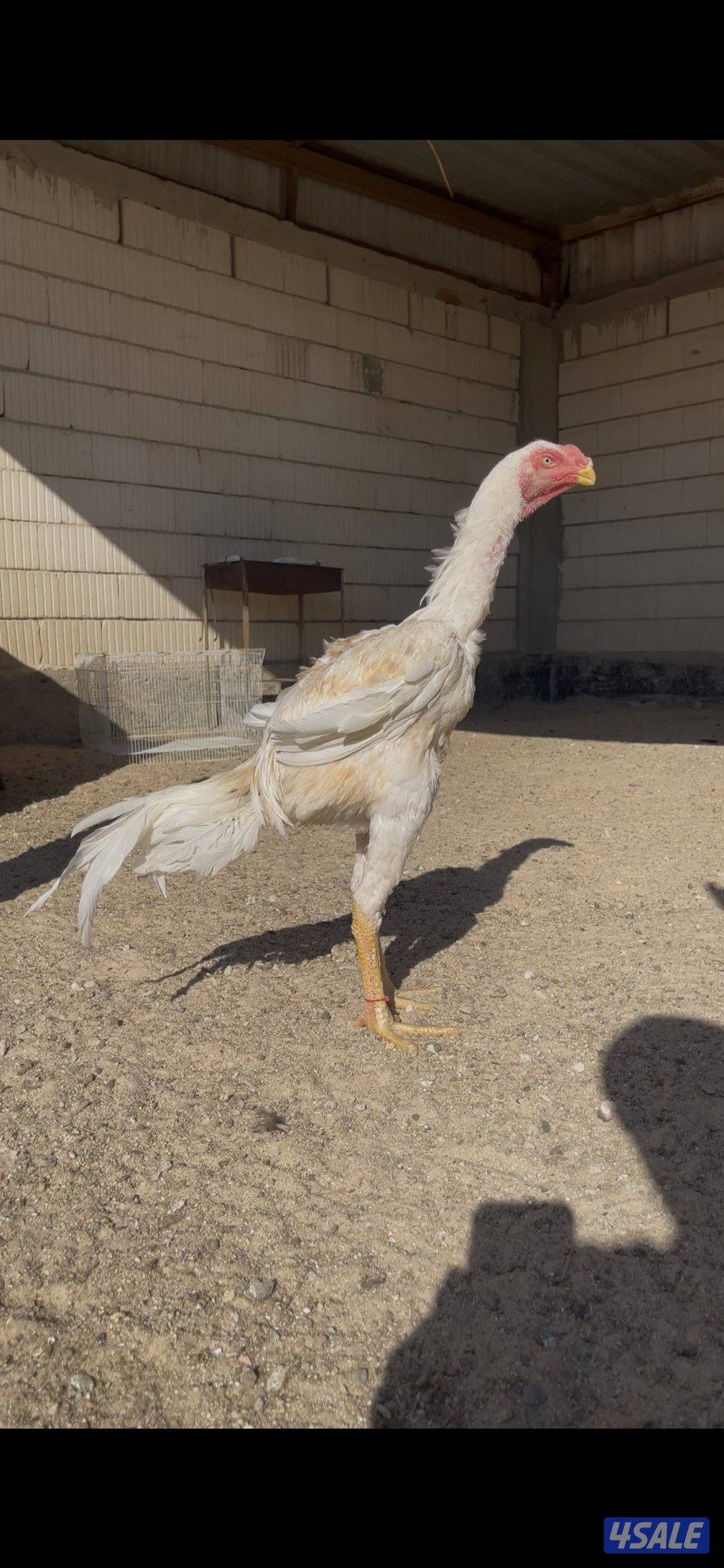 للبيع  فرخ هندي العمر ٧ اشهر  مستوى رفيع1