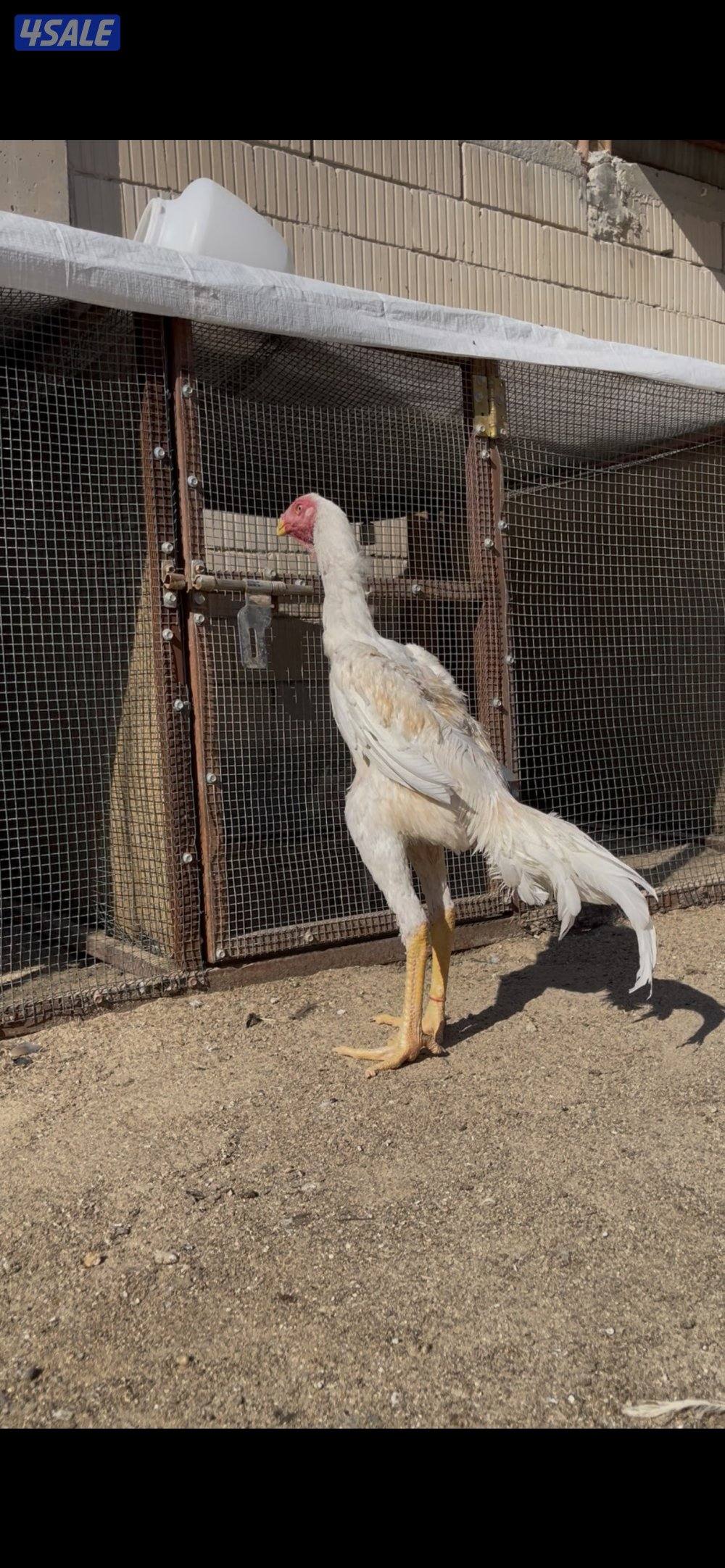 للبيع  فرخ هندي العمر ٧ اشهر  مستوى رفيع2