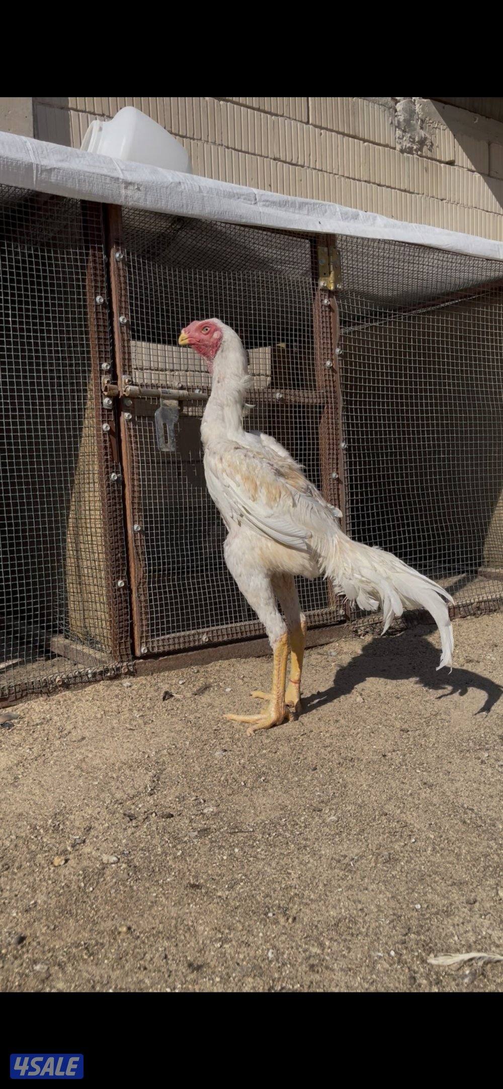 للبيع  فرخ هندي العمر ٧ اشهر  مستوى رفيع3