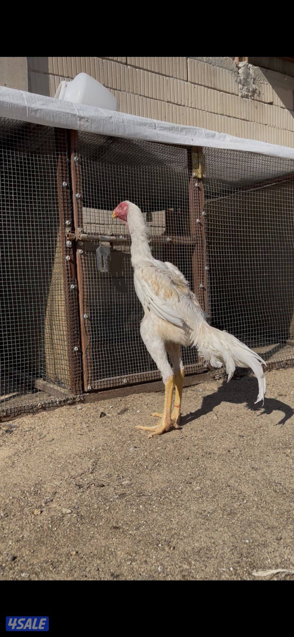 للبيع  فرخ هندي العمر ٧ اشهر  مستوى رفيع5