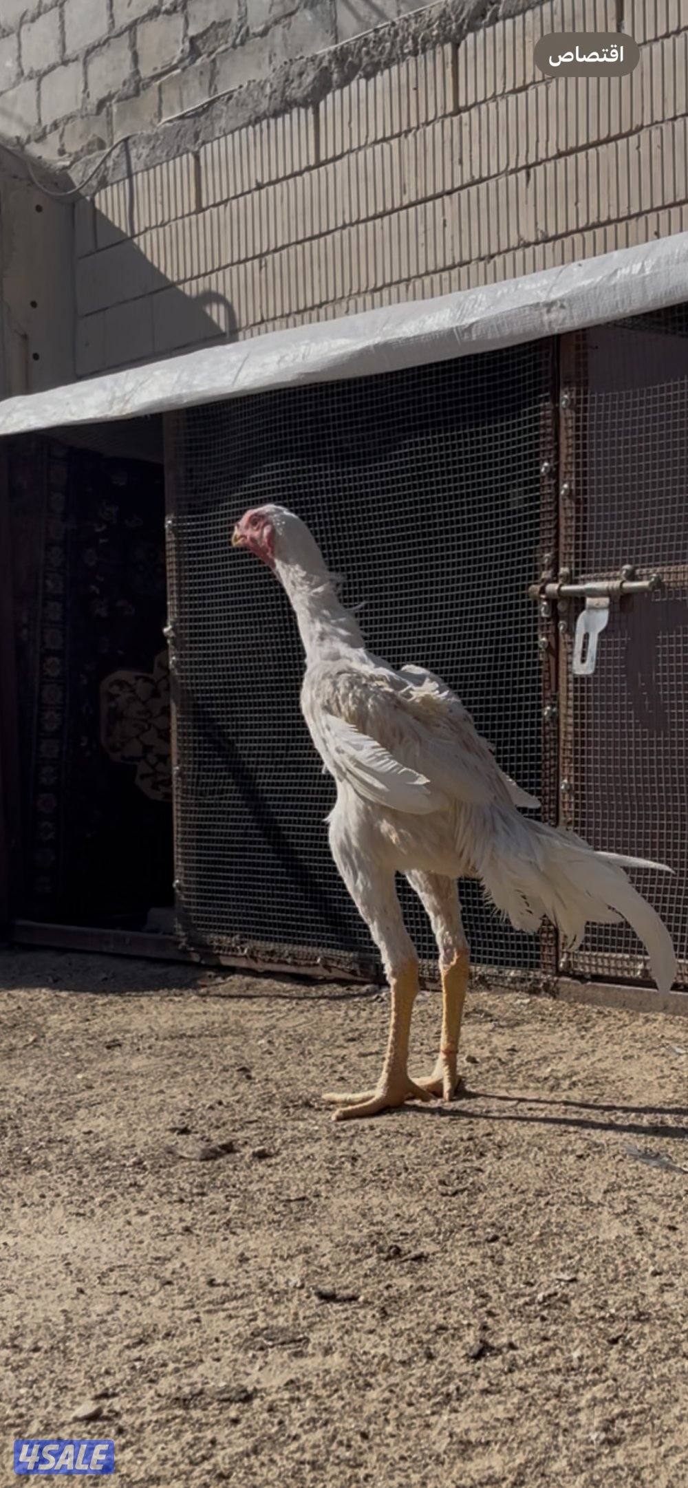 للبيع  فرخ هندي العمر ٧ اشهر  مستوى رفيع6