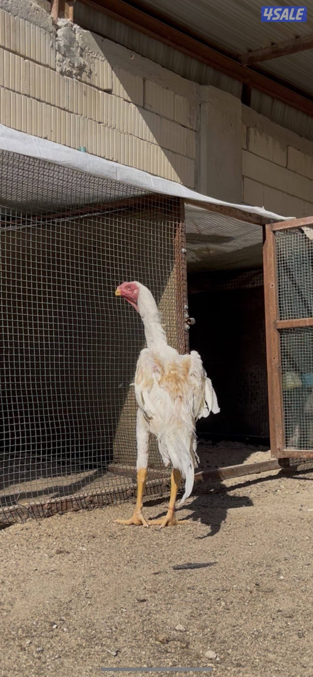 للبيع  فرخ هندي العمر ٧ اشهر  مستوى رفيع7