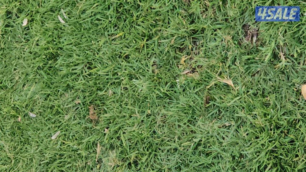 مطور نظم، مدير شركات برمجه0