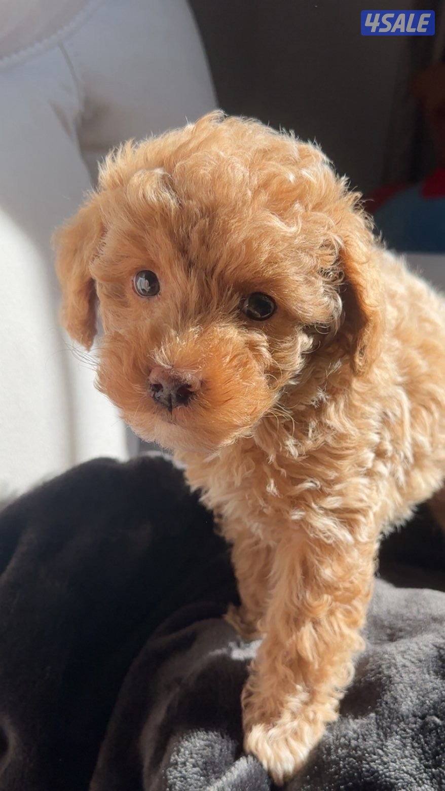 كلب توي بودل حاصل على جواز0