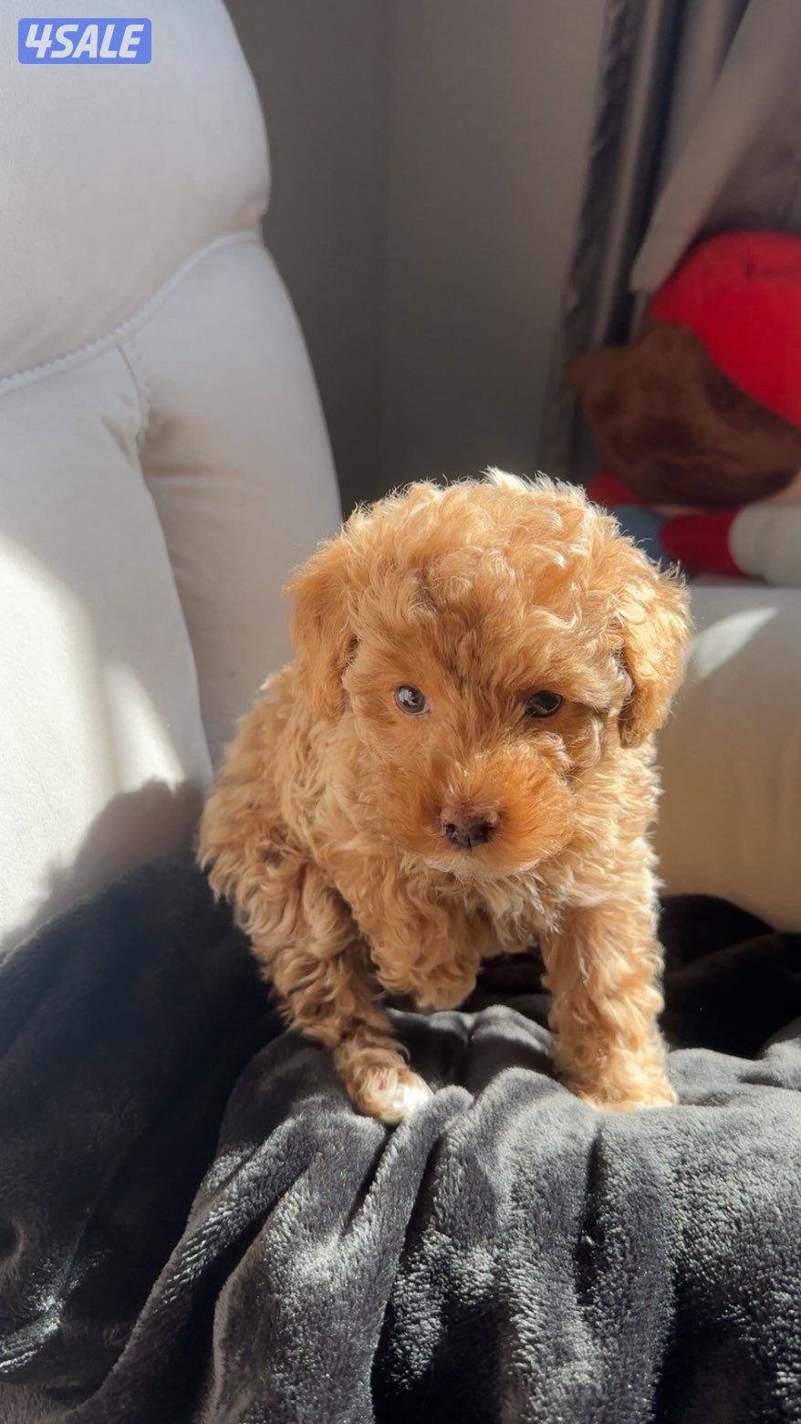 كلب توي بودل حاصل على جواز1