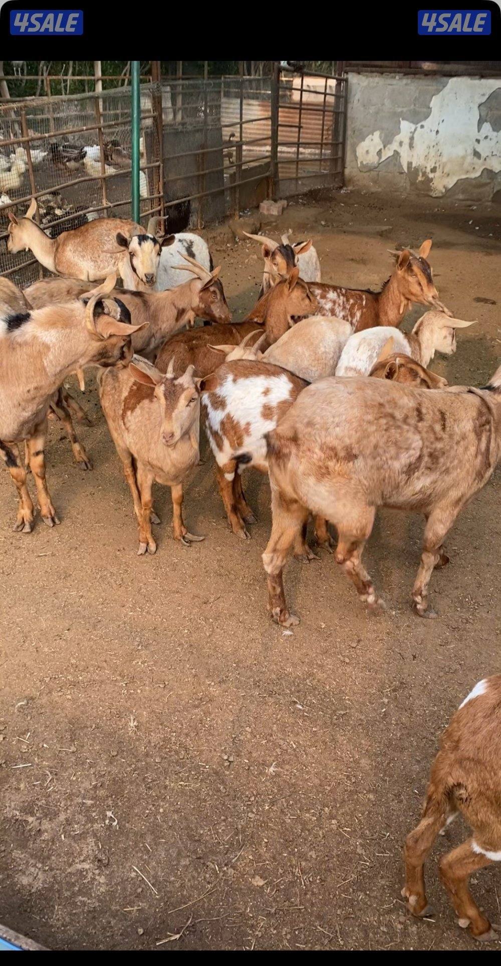 أنا مهتم بإدارة مزرعة ماعز وجميع أنواع الأعمال المتعلقة بالماعز.0