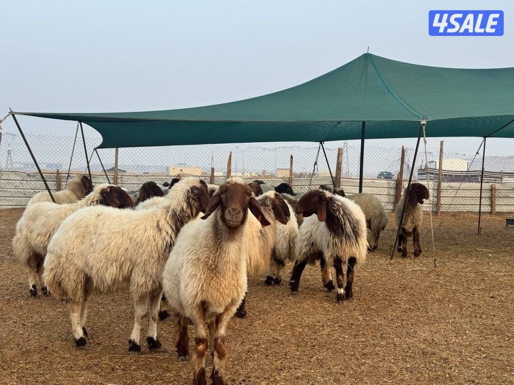 أنا مهتم بإدارة مزرعة ماعز وجميع أنواع الأعمال المتعلقة بالماعز.2