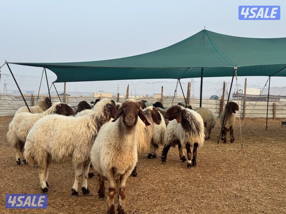 أنا مهتم بإدارة مزرعة ماعز وجميع أنواع الأعمال المتعلقة بالماعز.1