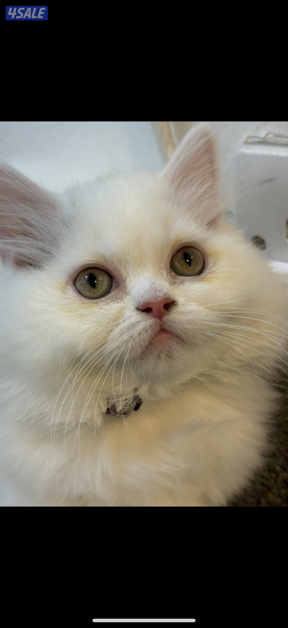 للبيع التواصل للجادين فقط0