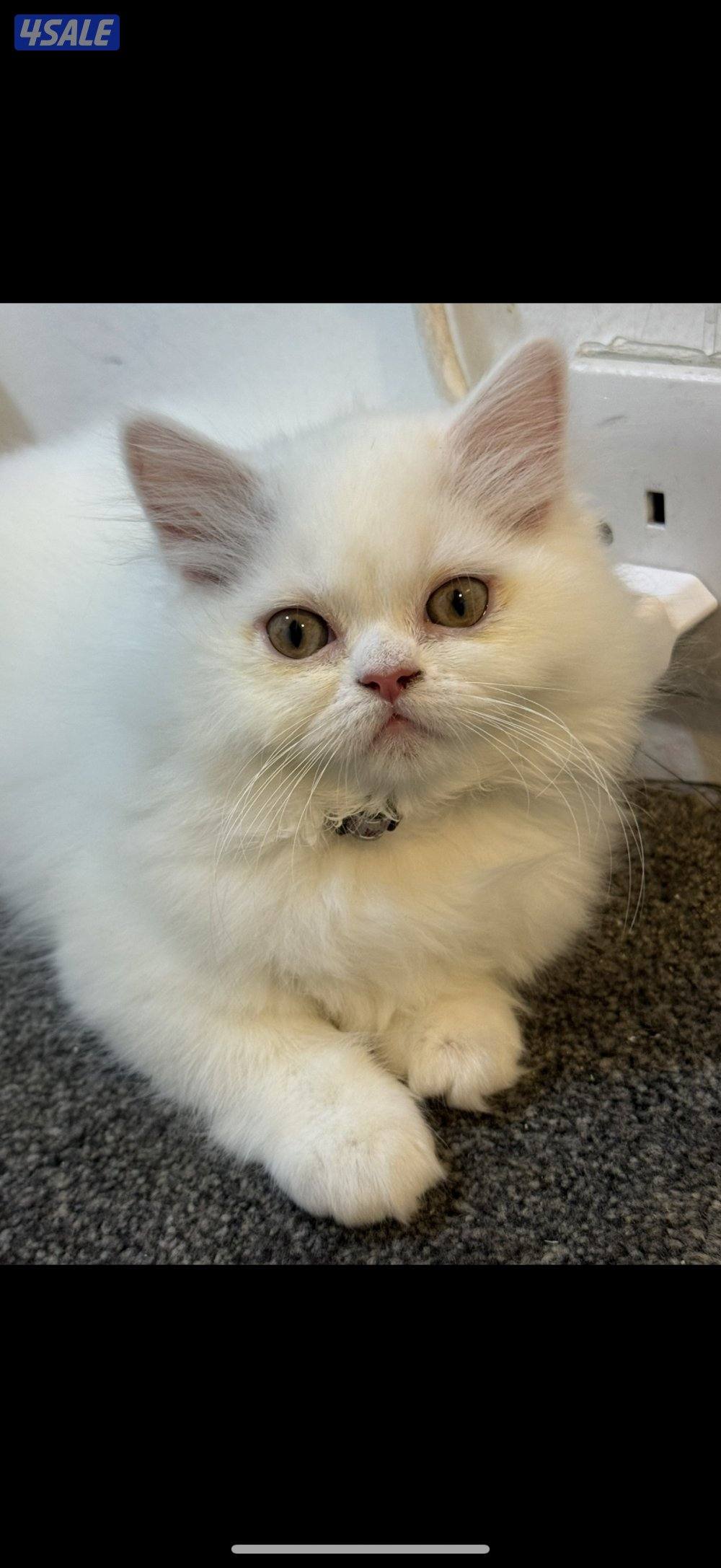 للبيع التواصل للجادين فقط1