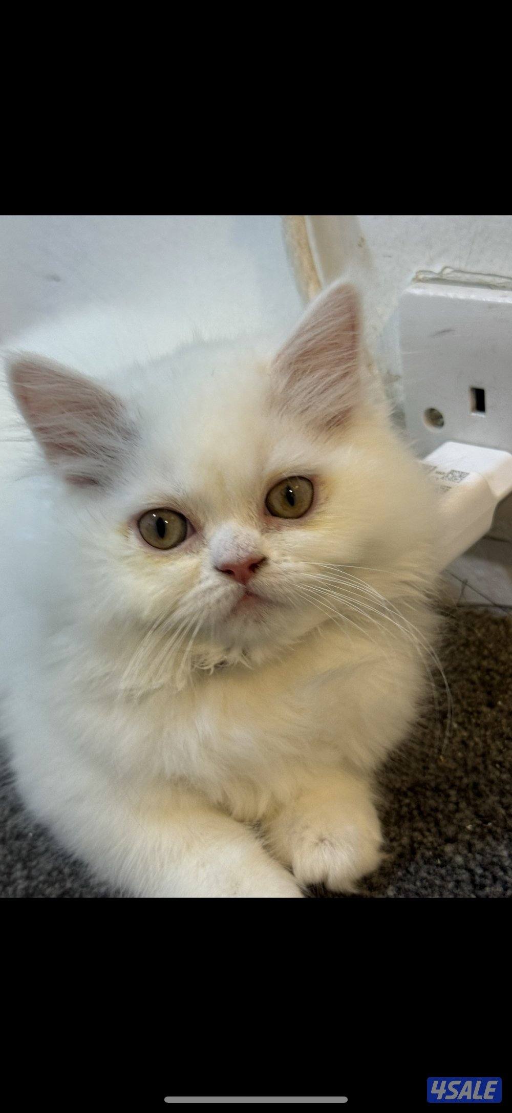 للبيع التواصل للجادين فقط2