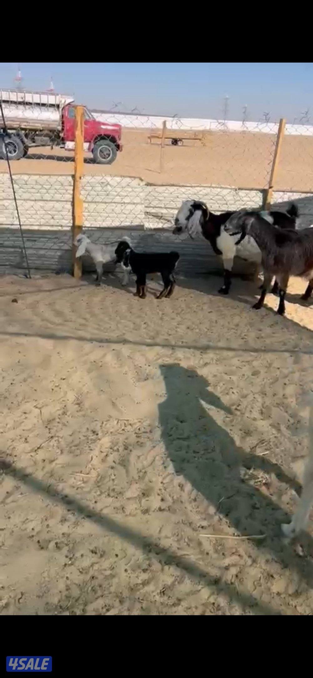 معزا العدد 10 فيها مطافيل 20