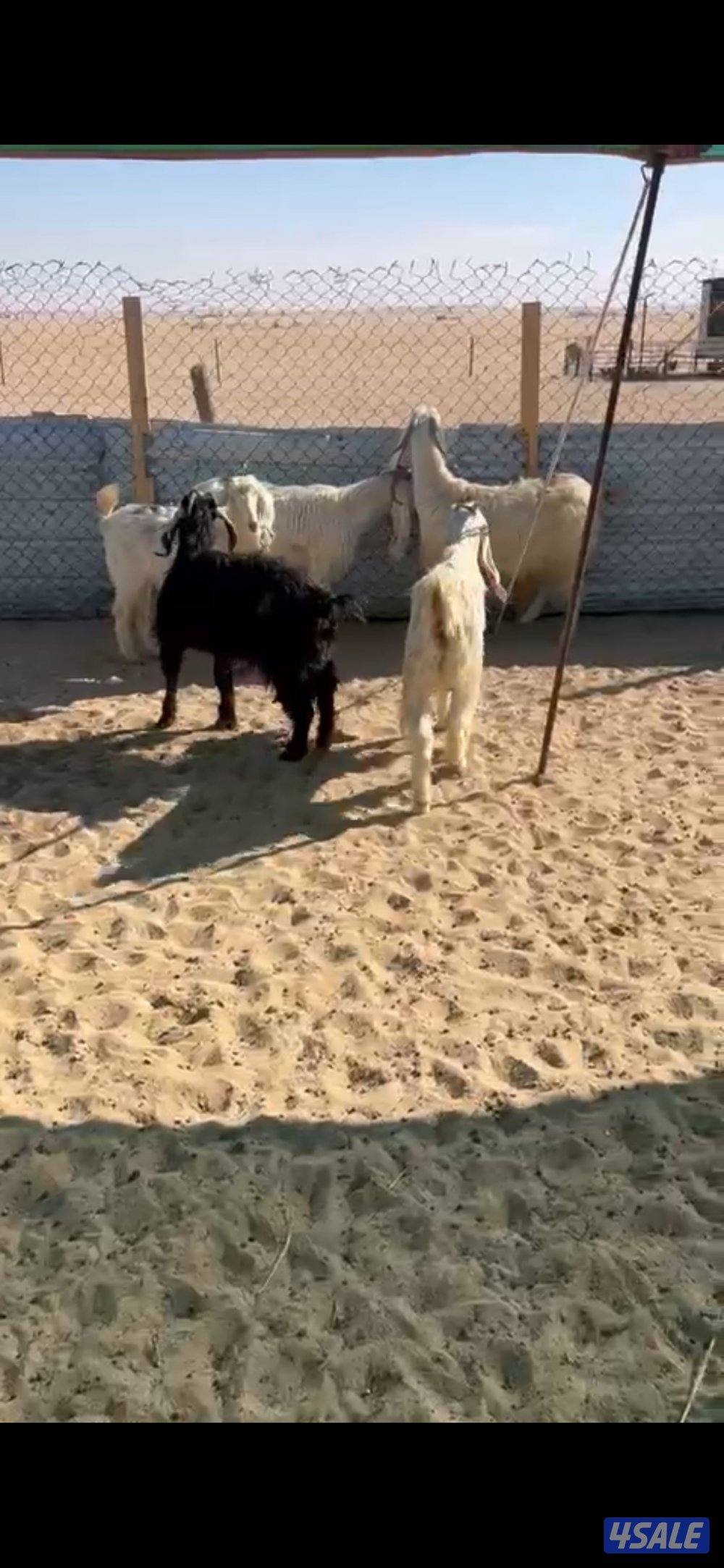 معزا العدد 10 فيها مطافيل 21