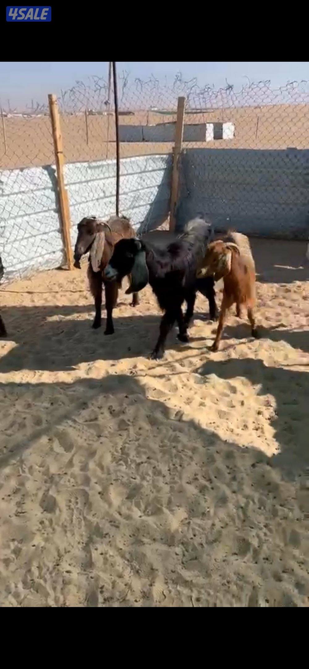 معزا العدد 10 فيها مطافيل 22