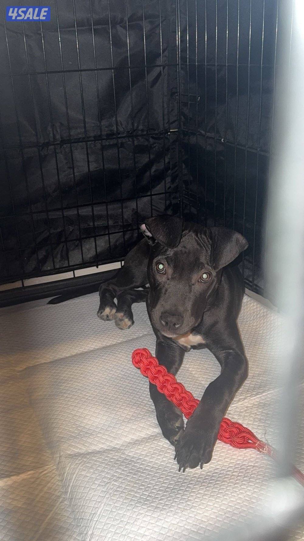 للبيع بيتبول بلاك1