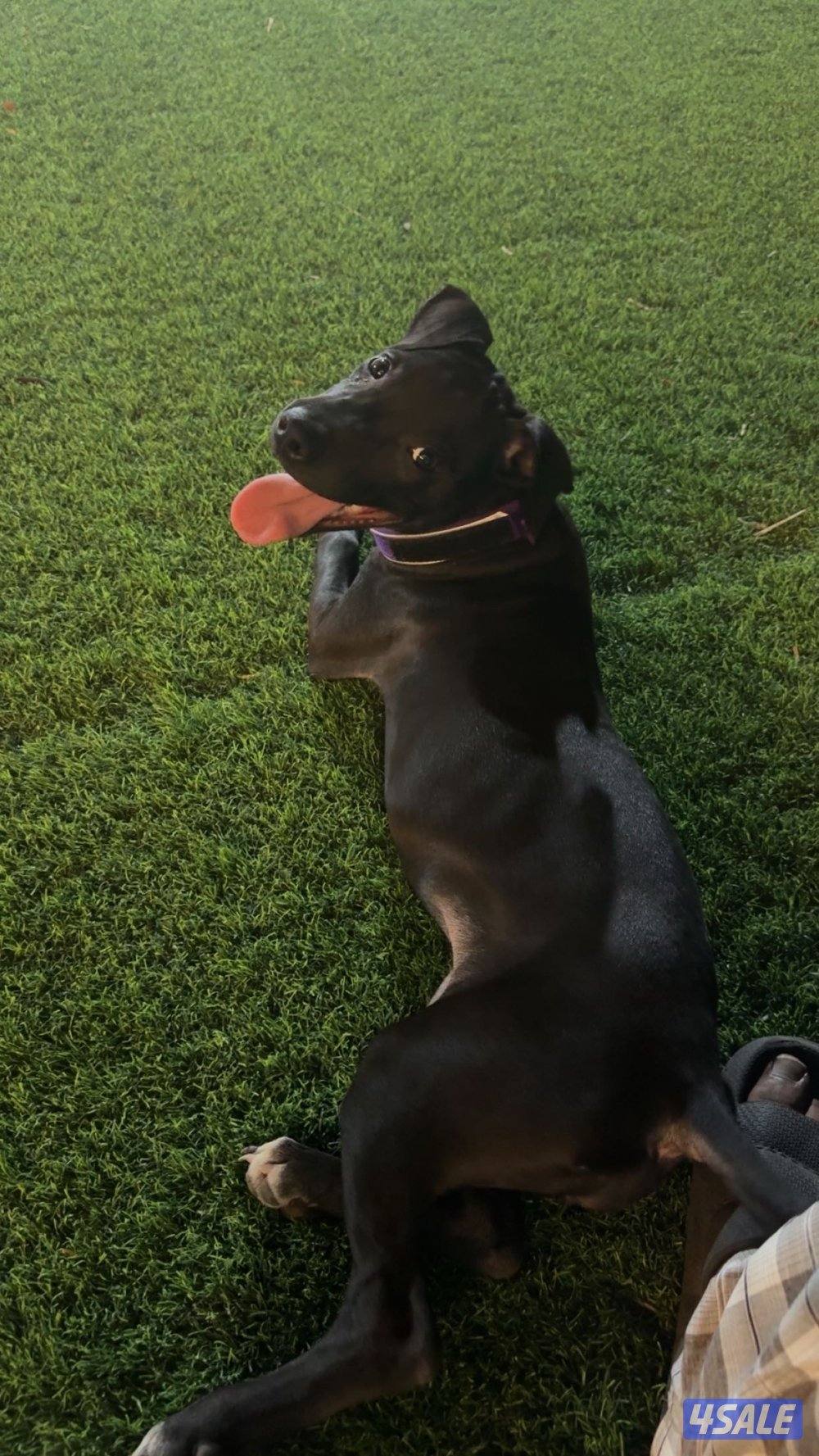 للبيع بيتبول بلاك0