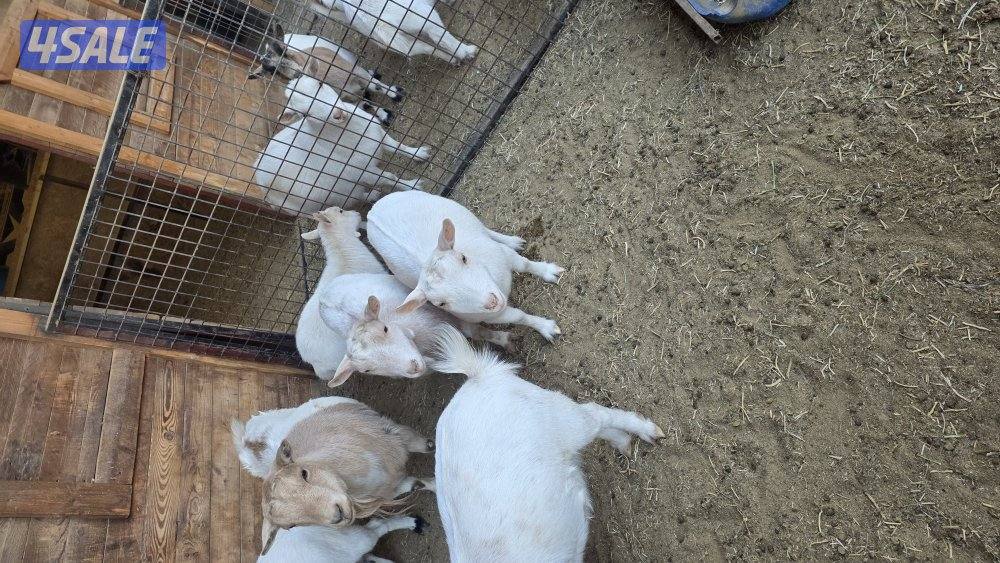 للبيع جفار الماعز القزم شي مرتب1