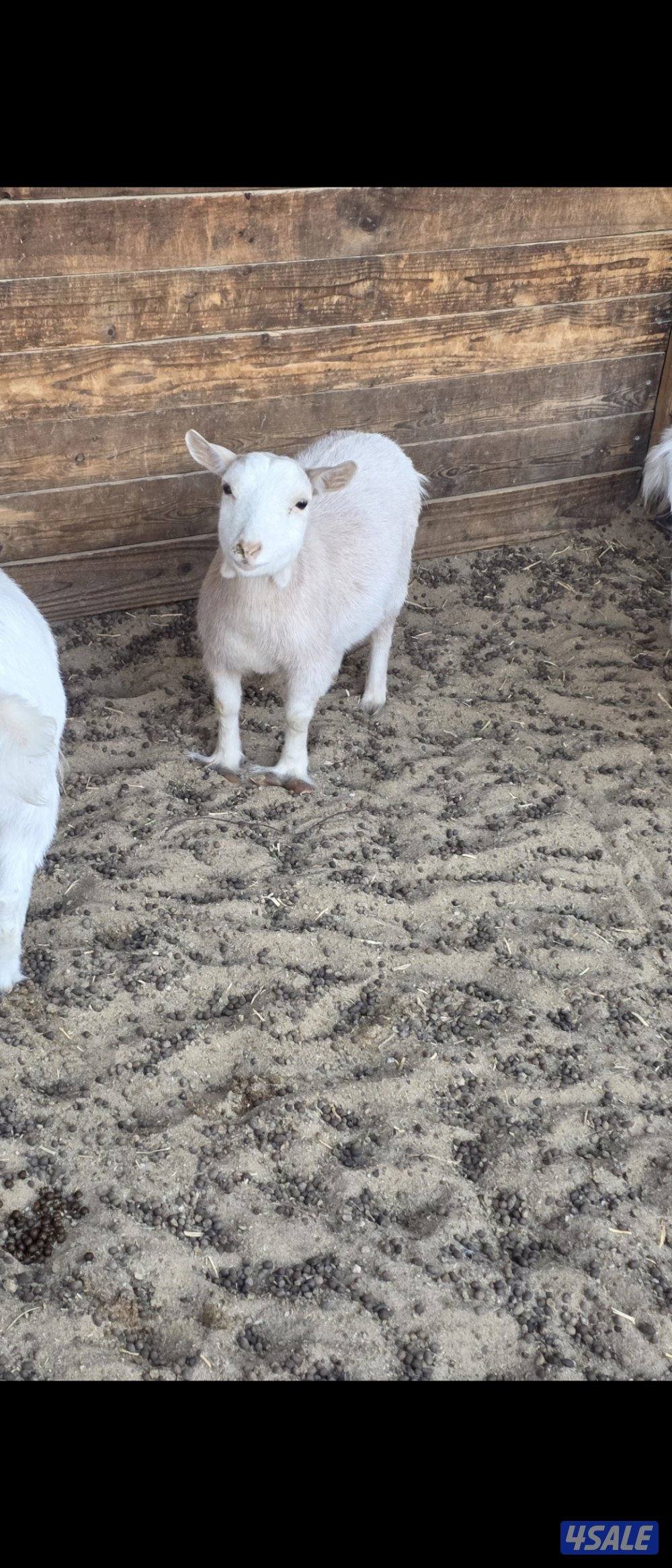 للبيع جفار الماعز القزم شي مرتب3