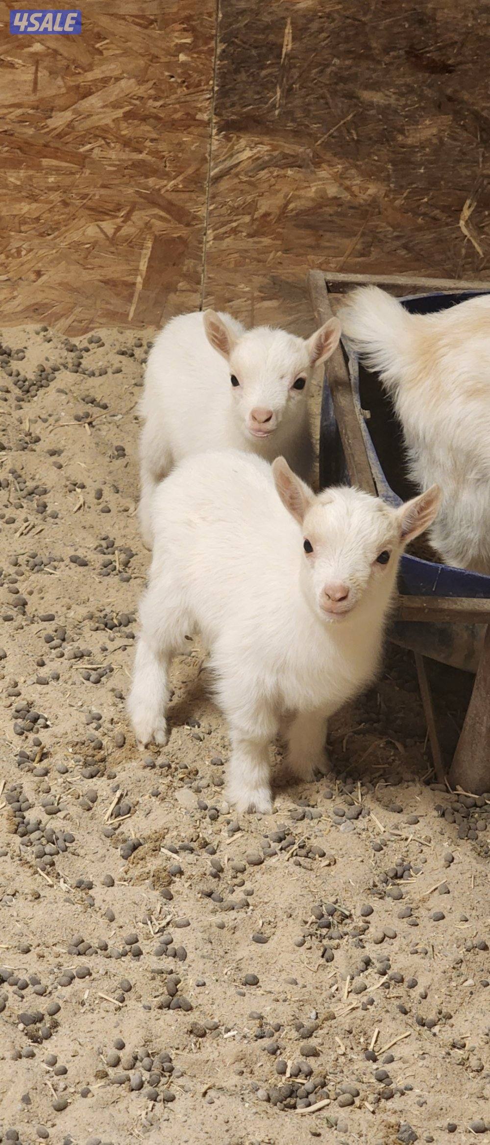 للبيع جفار الماعز القزم شي مرتب6