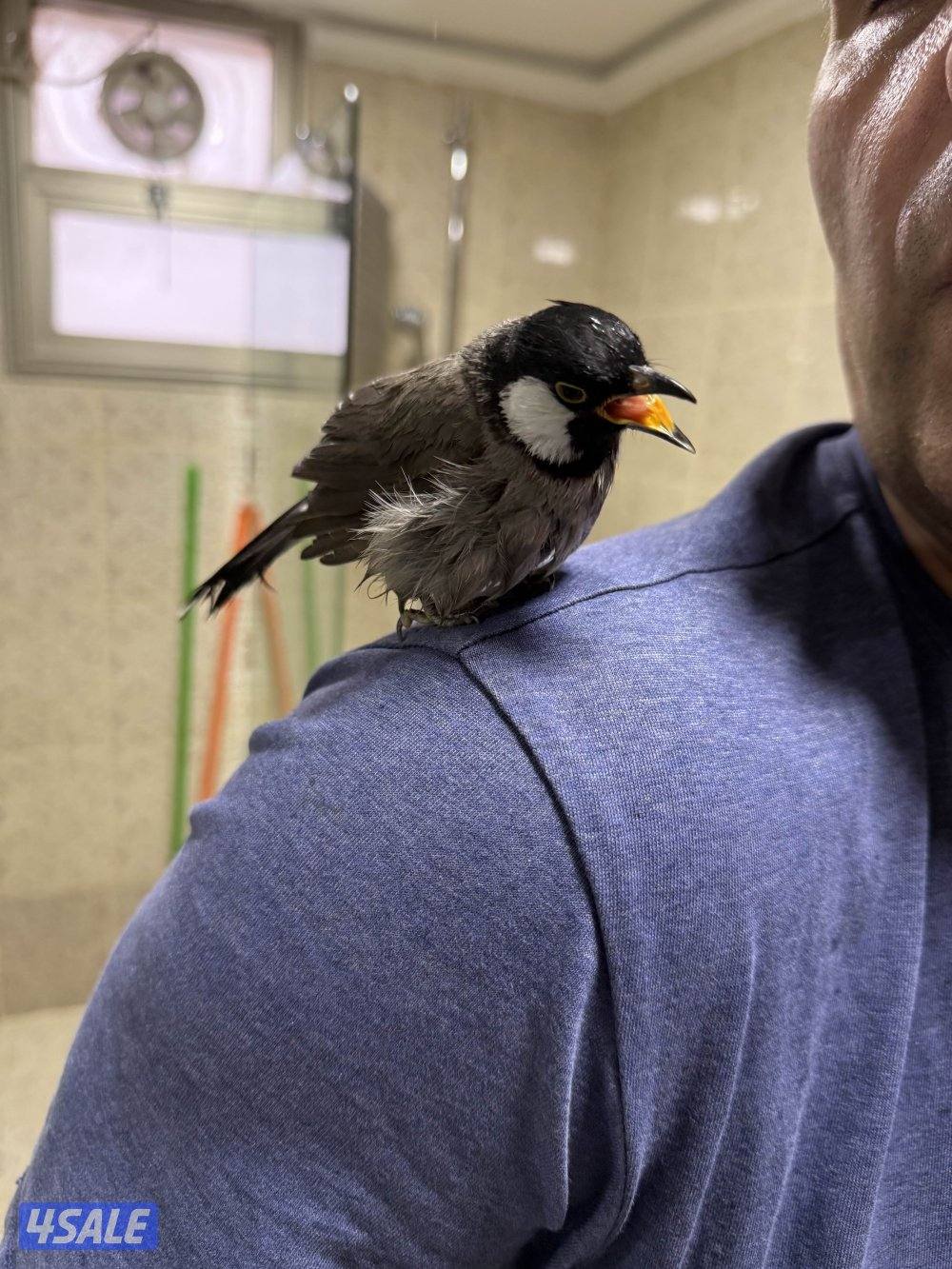 Bulbul and English budgie showline0