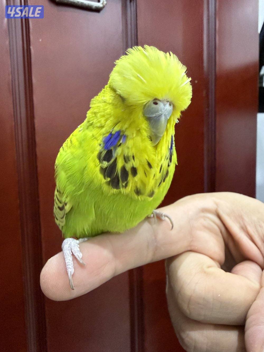 Bulbul and English budgie showline1