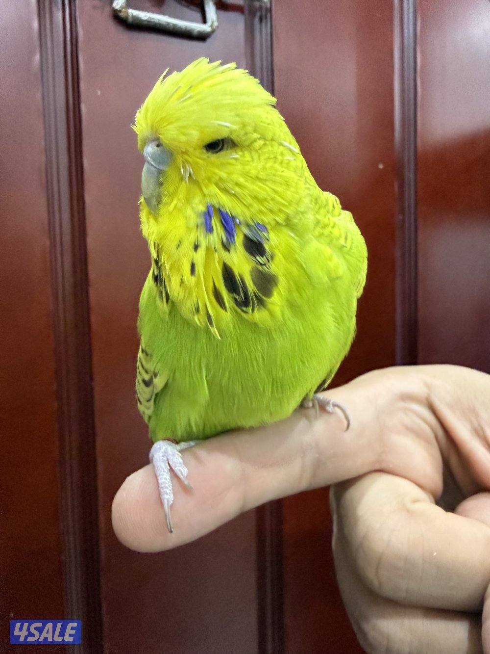 Bulbul and English budgie showline2