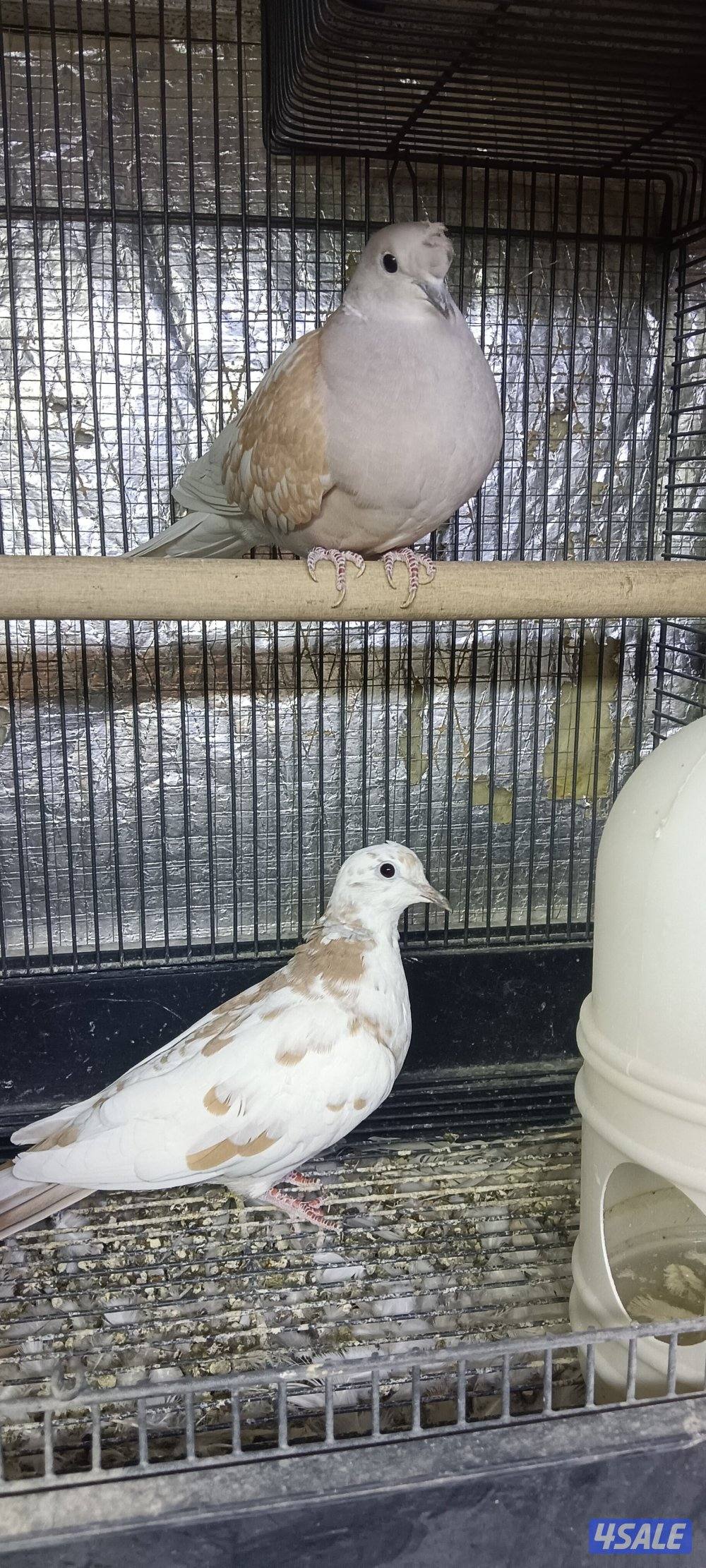 ازواج قمرى منتجة1