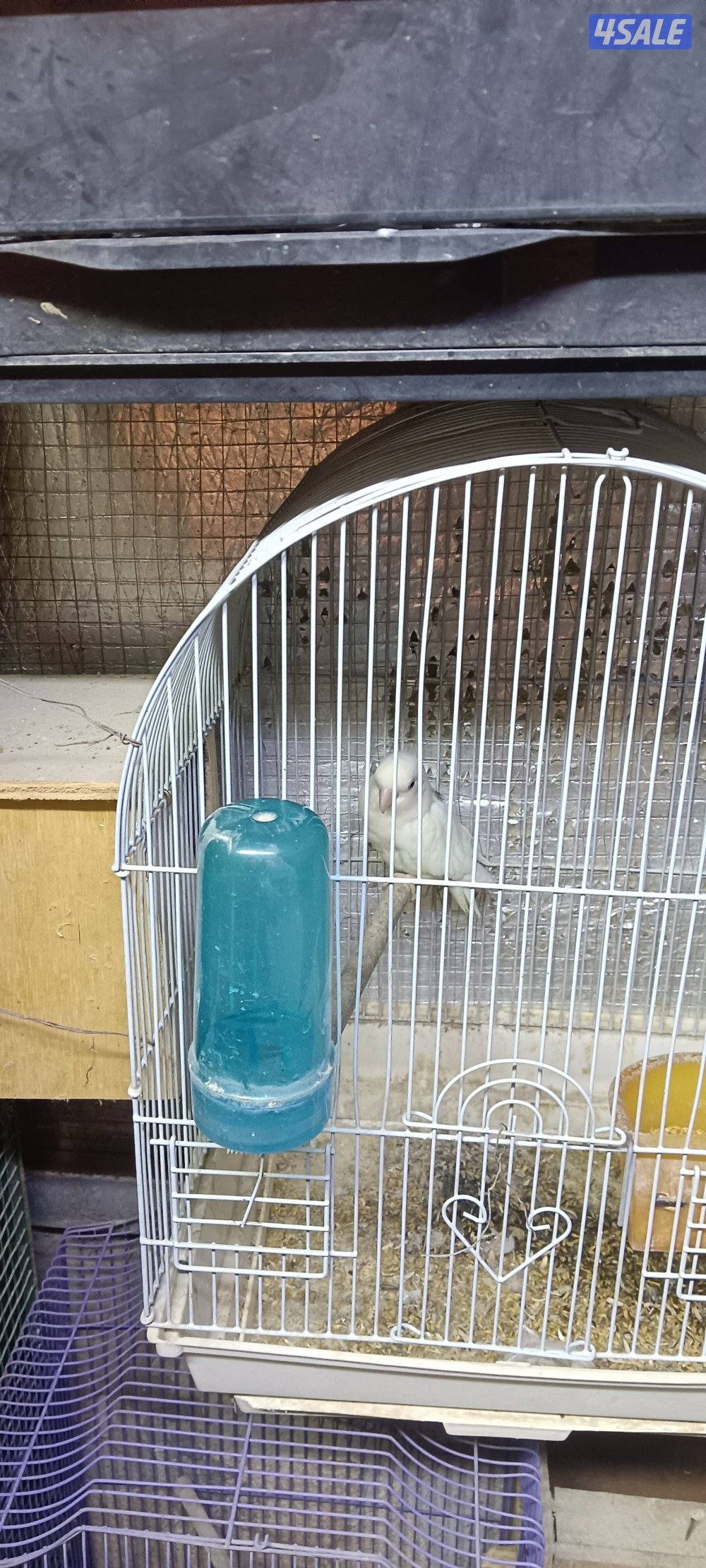 ازواج قمرى منتجة3