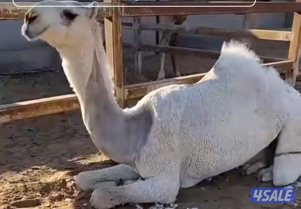 حلاقه وغسيل ابل0