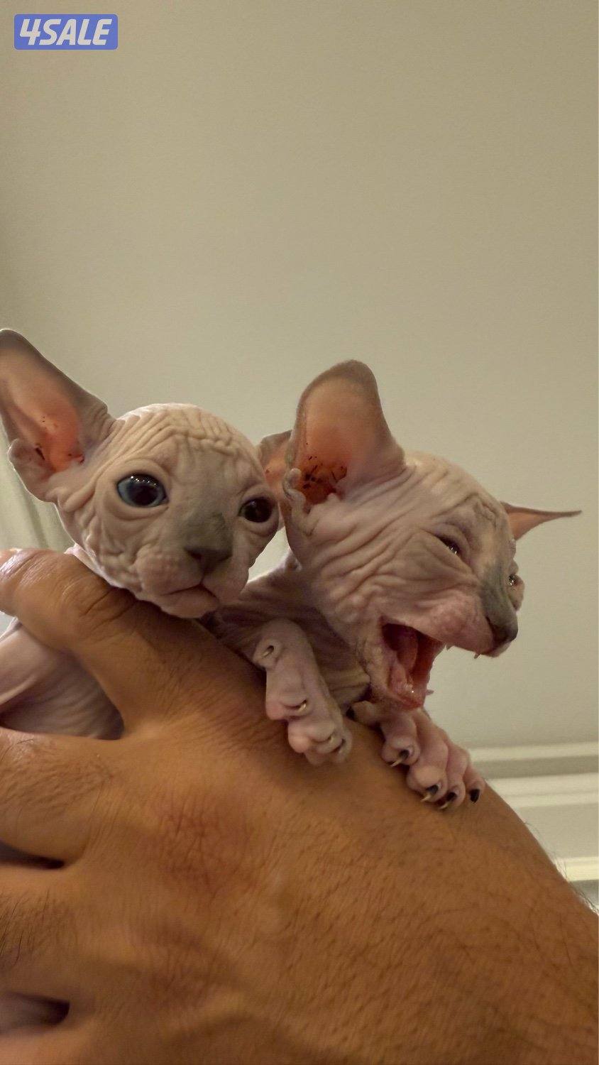 Sphynx Cat0
