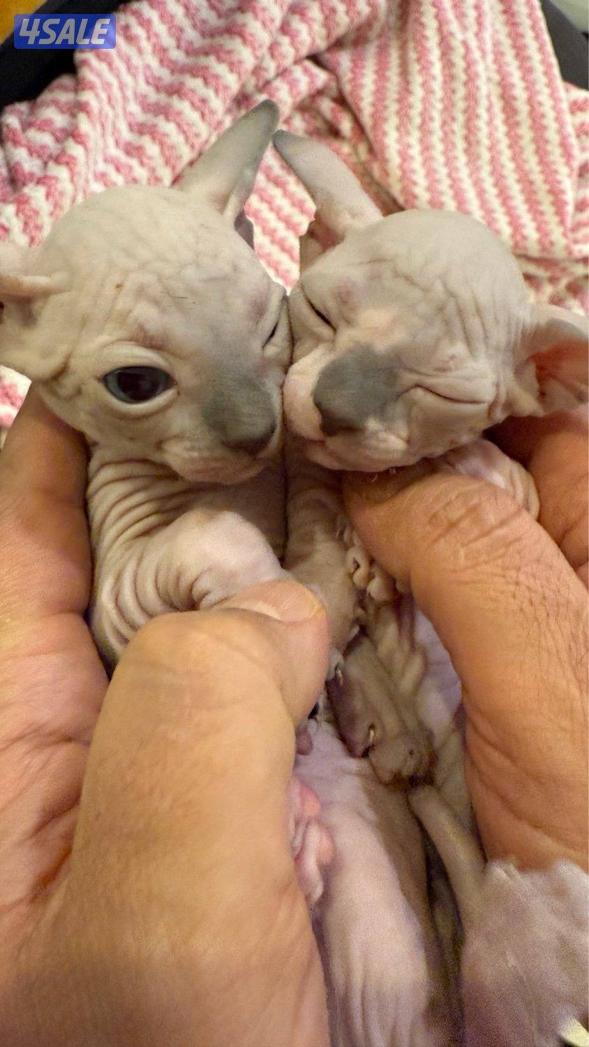 Sphynx Cat1