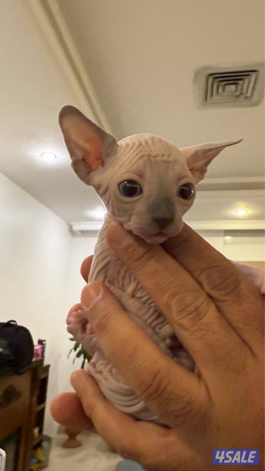 Sphynx Cat2