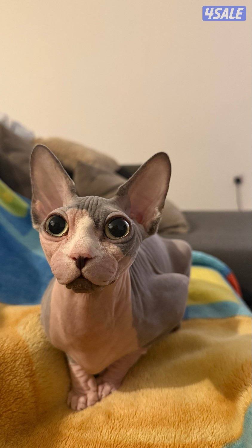 Sphynx Cat3
