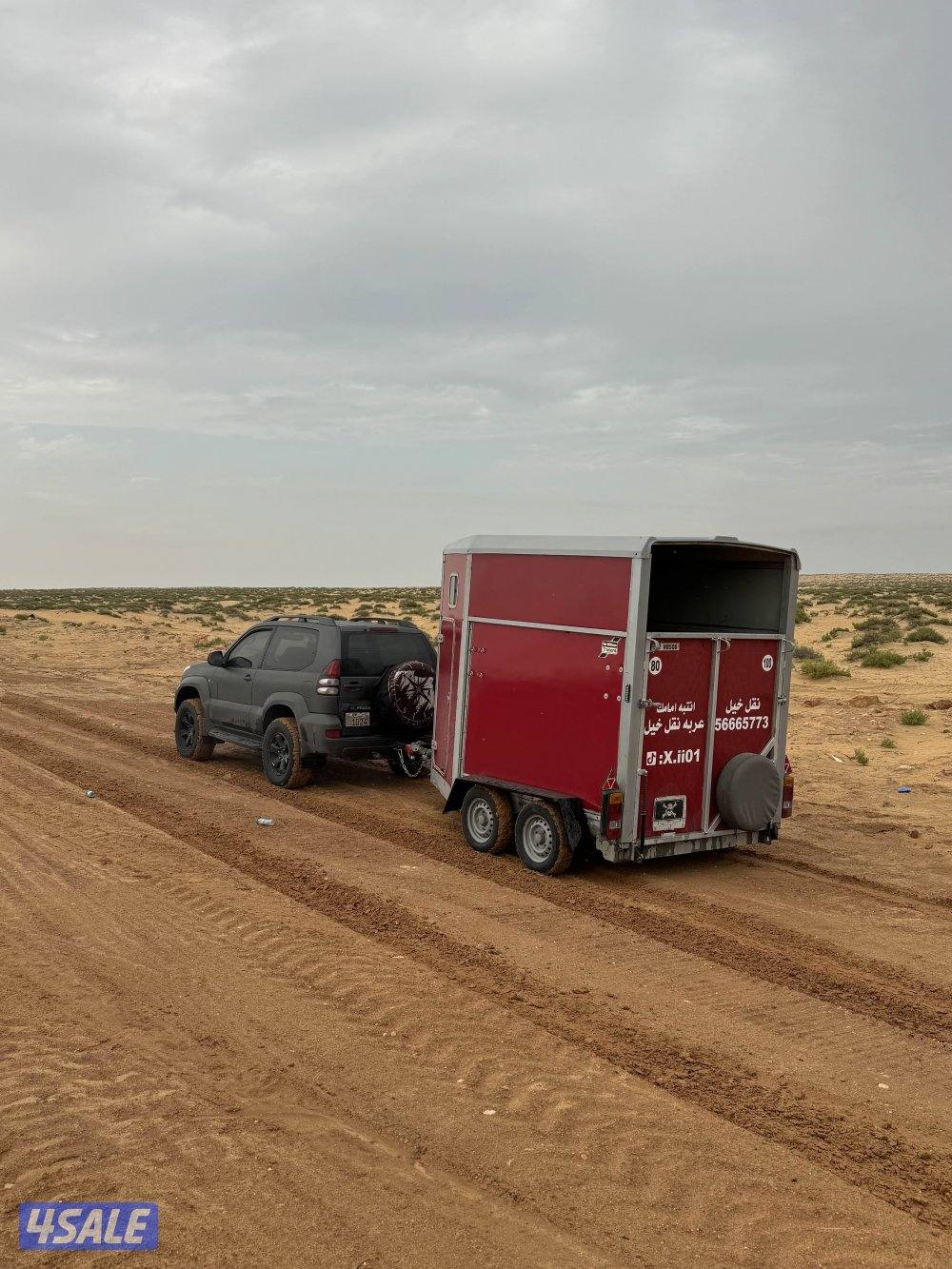 نقل خيل داخل وخارج الكويت 🔥1