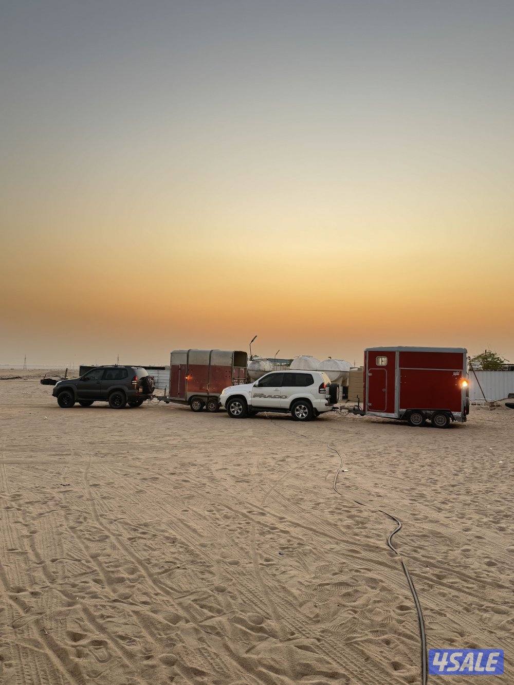 نقل خيل داخلي وخارجي2