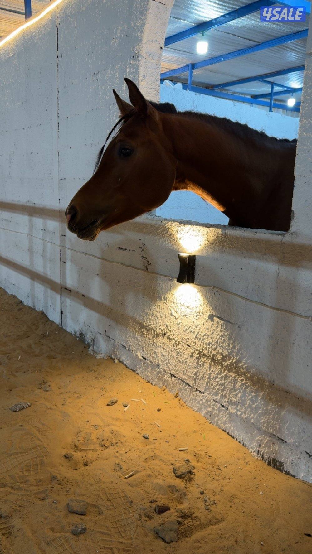 مربط الرويلي للايواء والتدريب بكبد ق13  قريب من الخطه 🐎♥️5