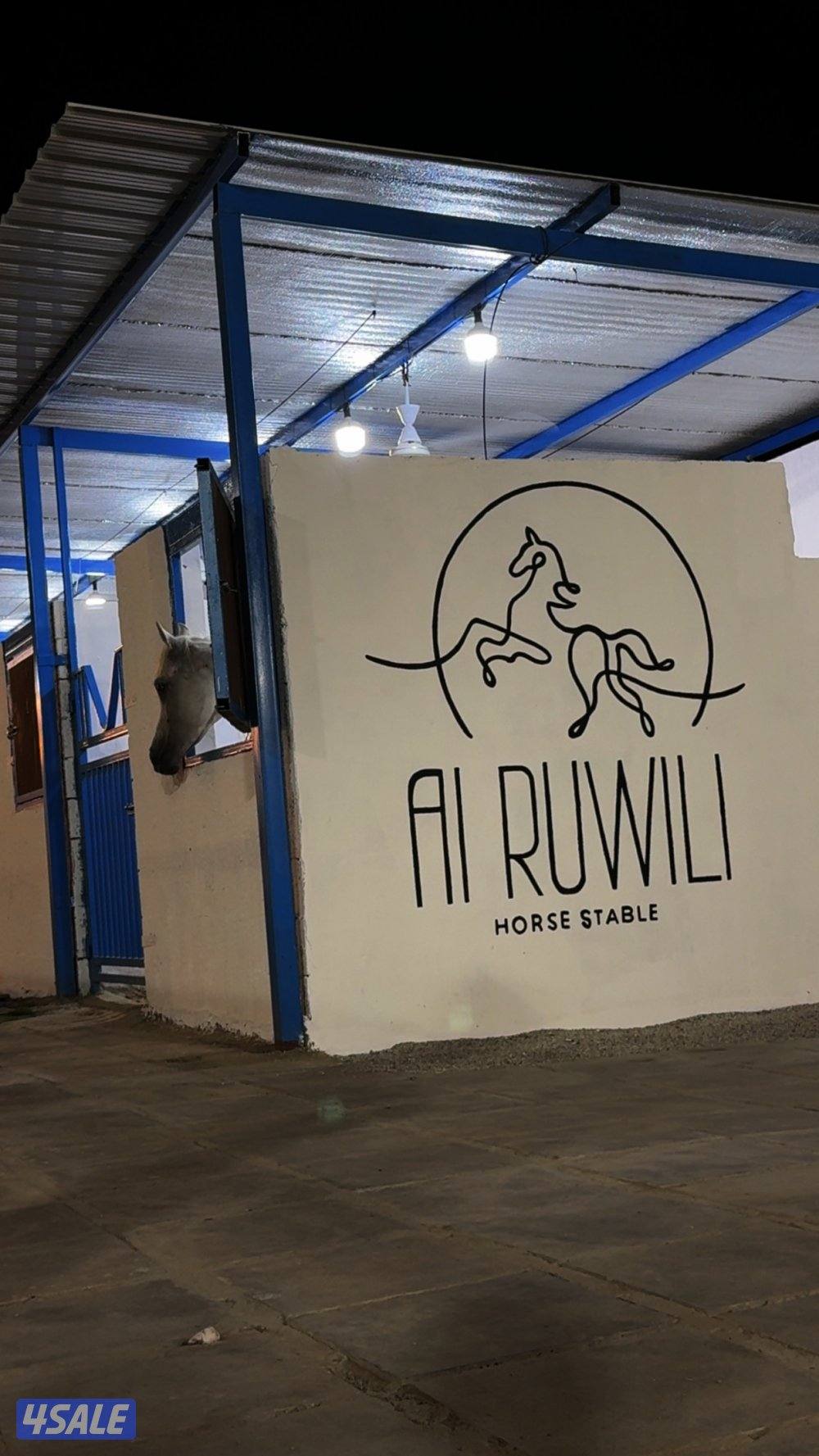 مربط الرويلي للايواء والتدريب بكبد ق13  قريب من الخطه 🐎♥️7