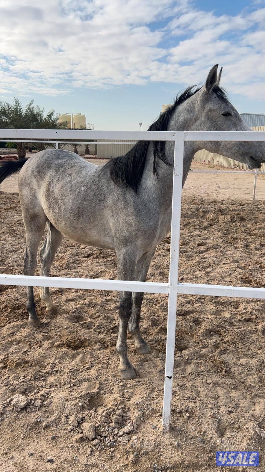 للبيع فلو بلدي0