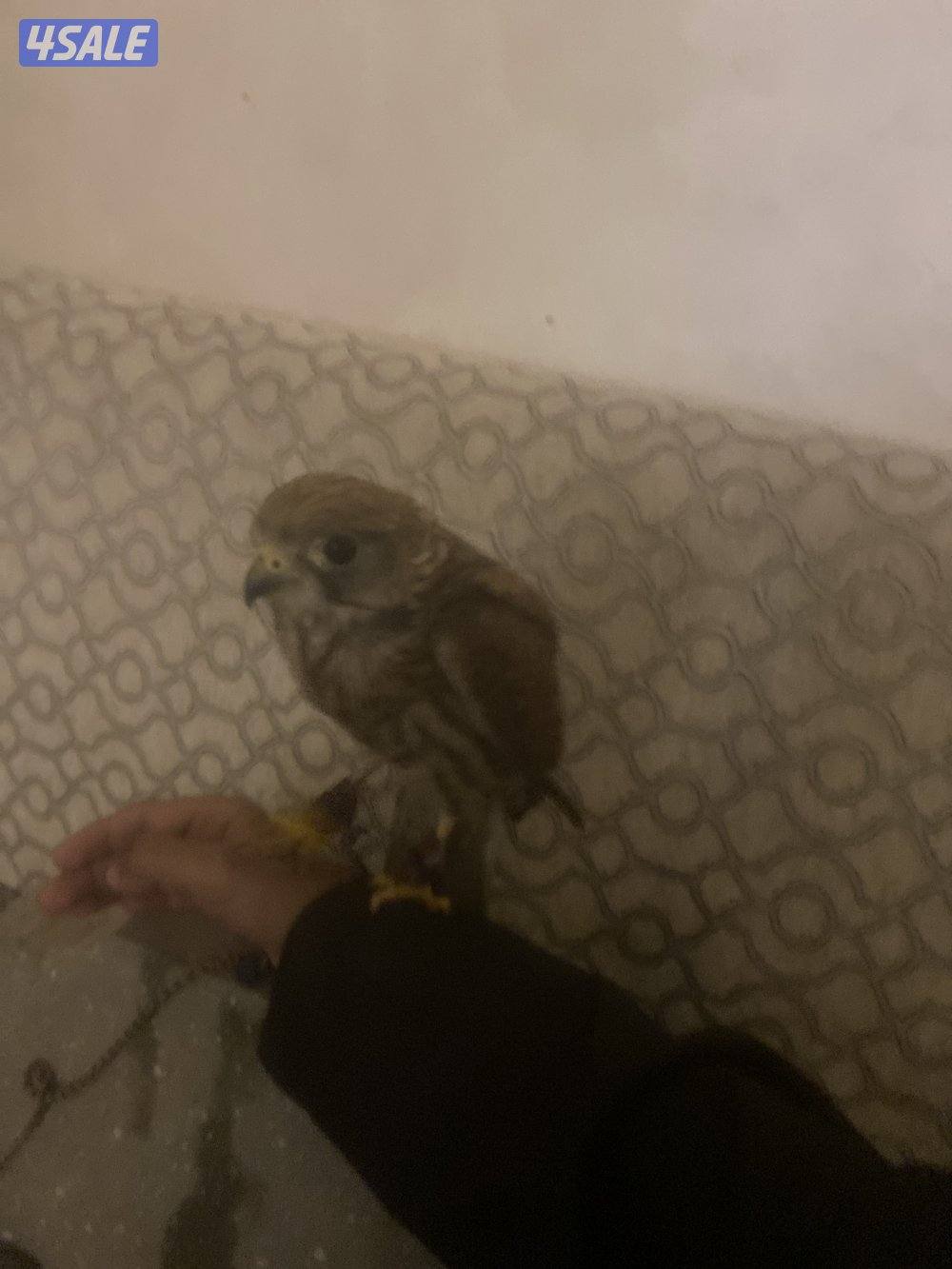 حميميه مدرب0