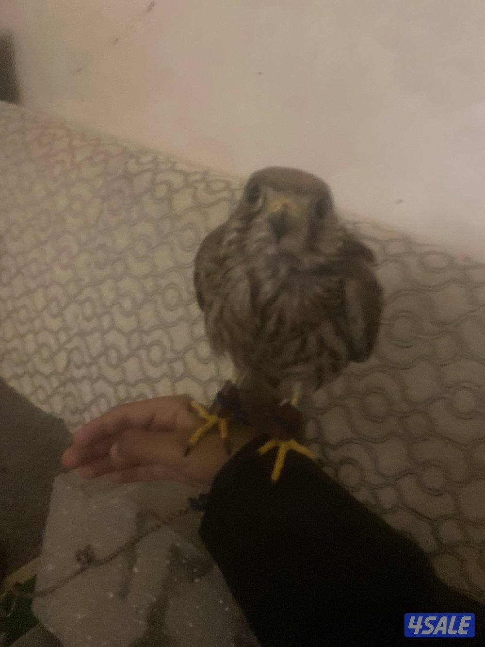 حميميه مدرب1