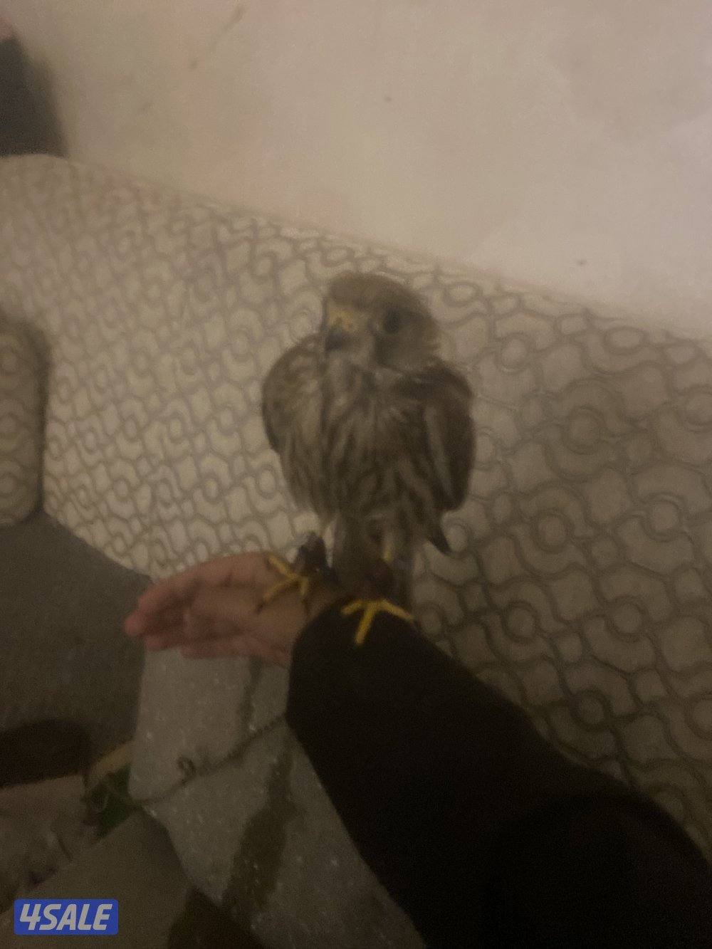 حميميه مدرب2